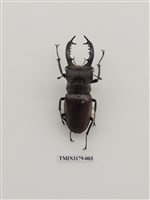 藏品(高砂深山鍬形蟲)的圖片